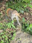 猕猴