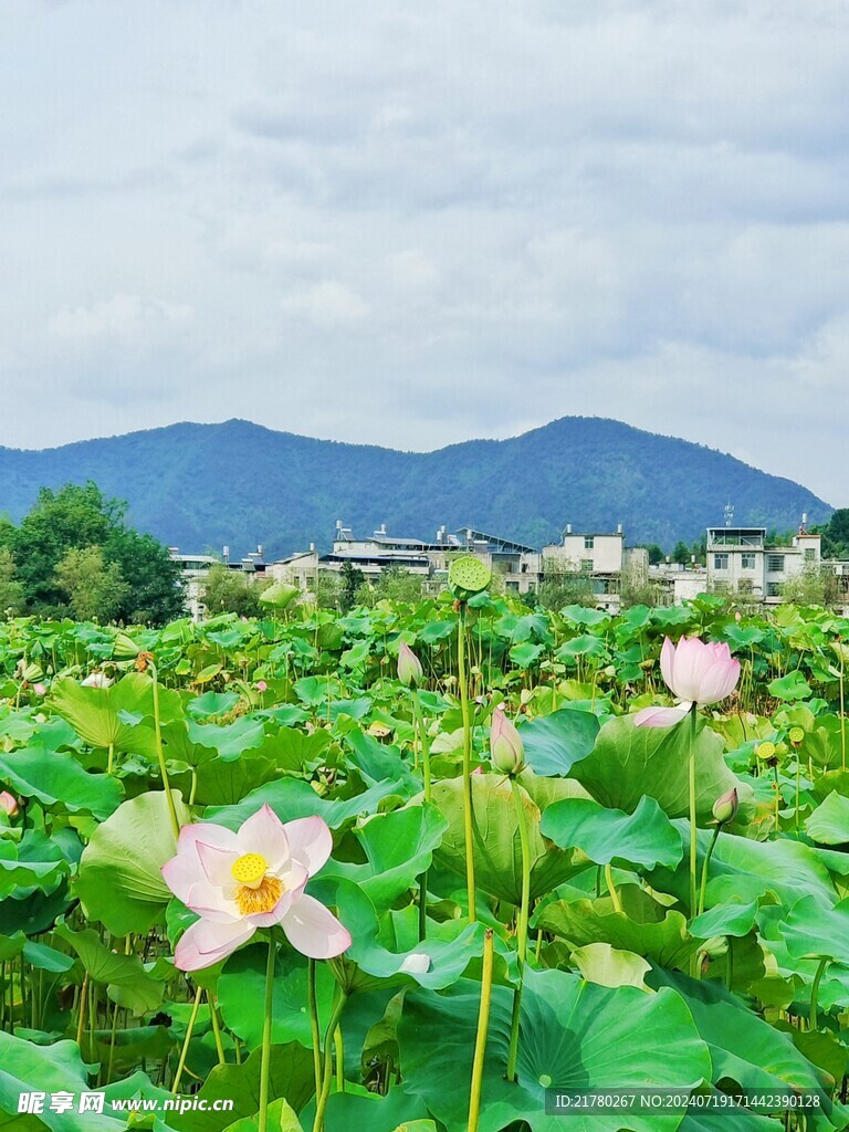 荷花茶叶