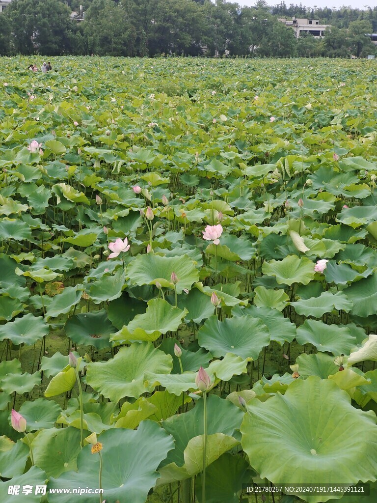 河塘