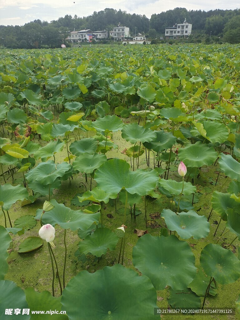 河塘