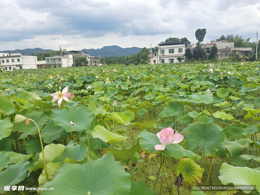 河塘