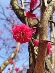 梅花