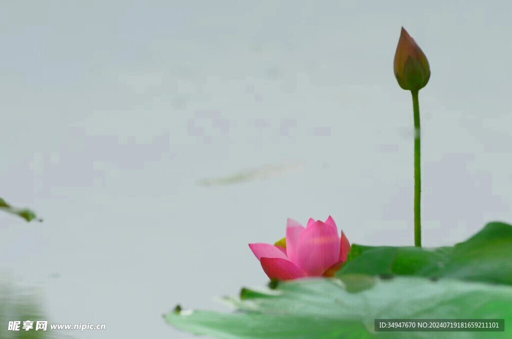 荷花