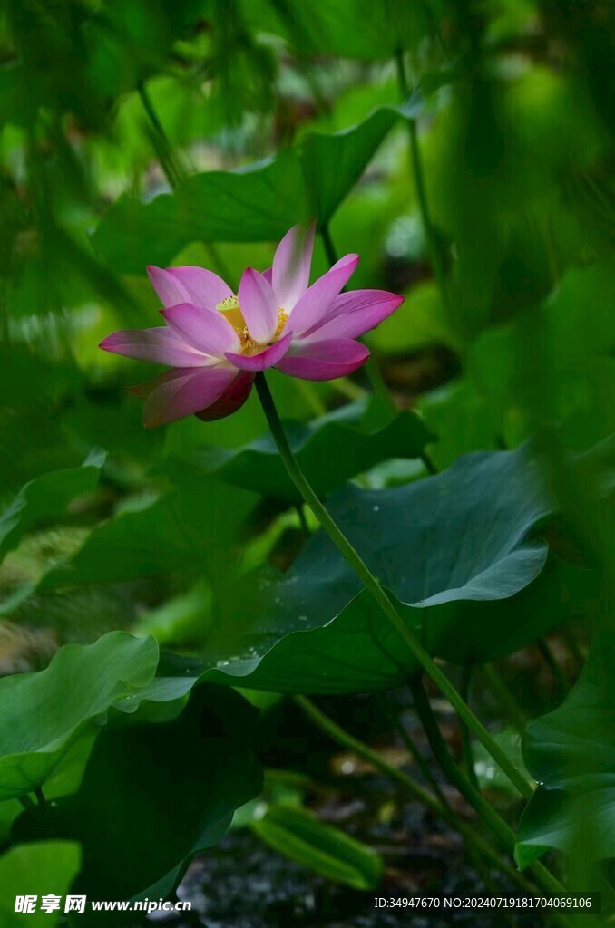 粉荷花