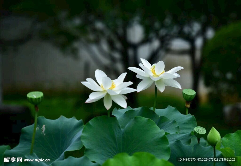 白荷花