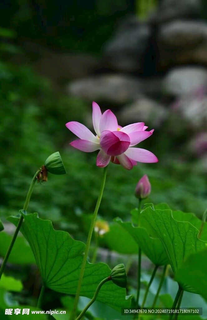 荷花