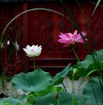 荷花