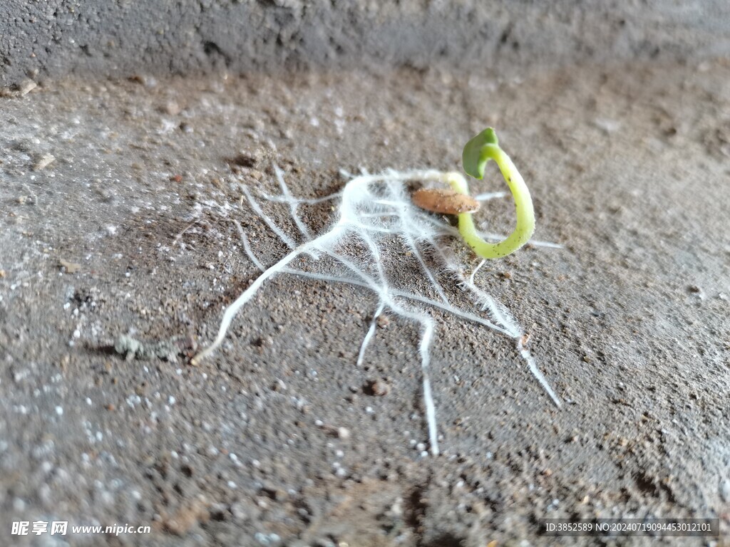 植物根系