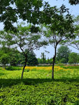 公园风景树木花丛