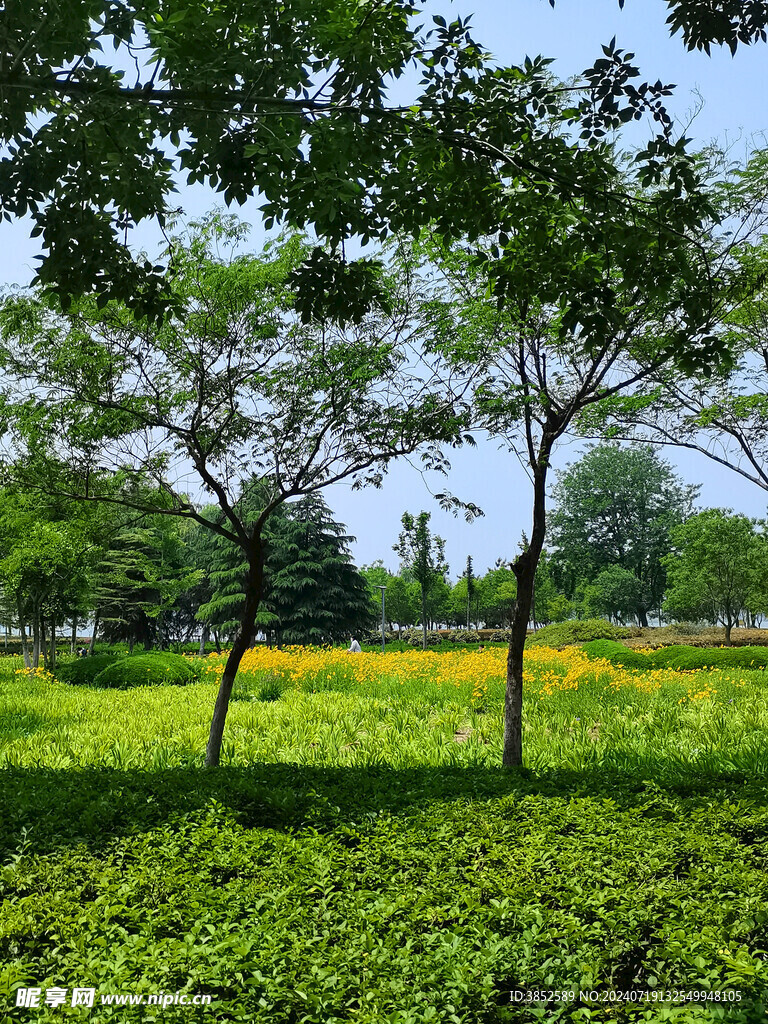 公园风景树木花丛