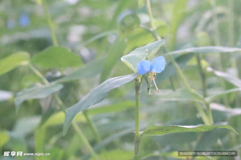 鸭跖草