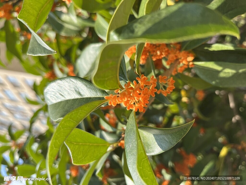 桂花