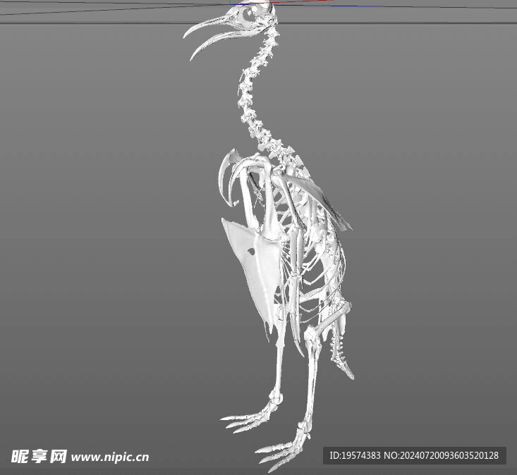 C4D模型 骨头