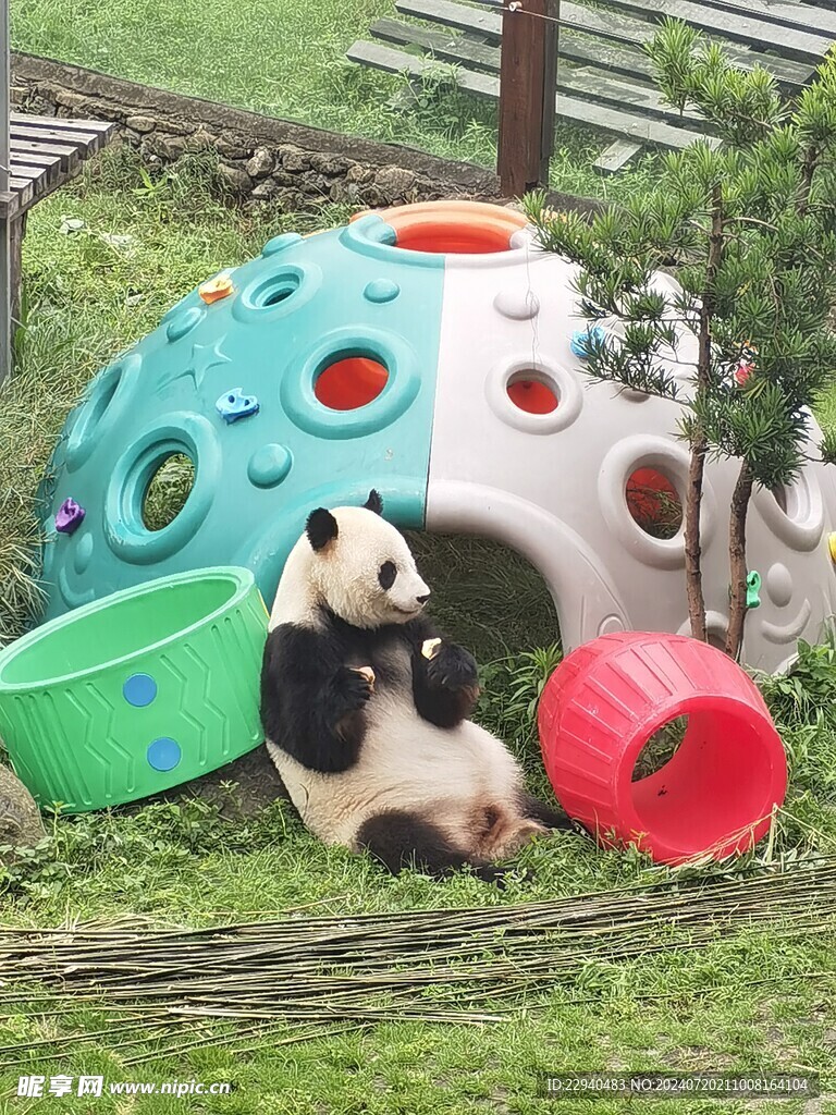 熊猫