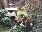 小浣熊