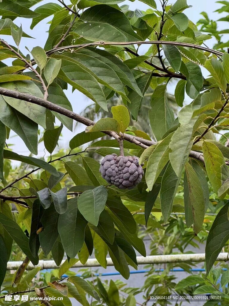 释迦果