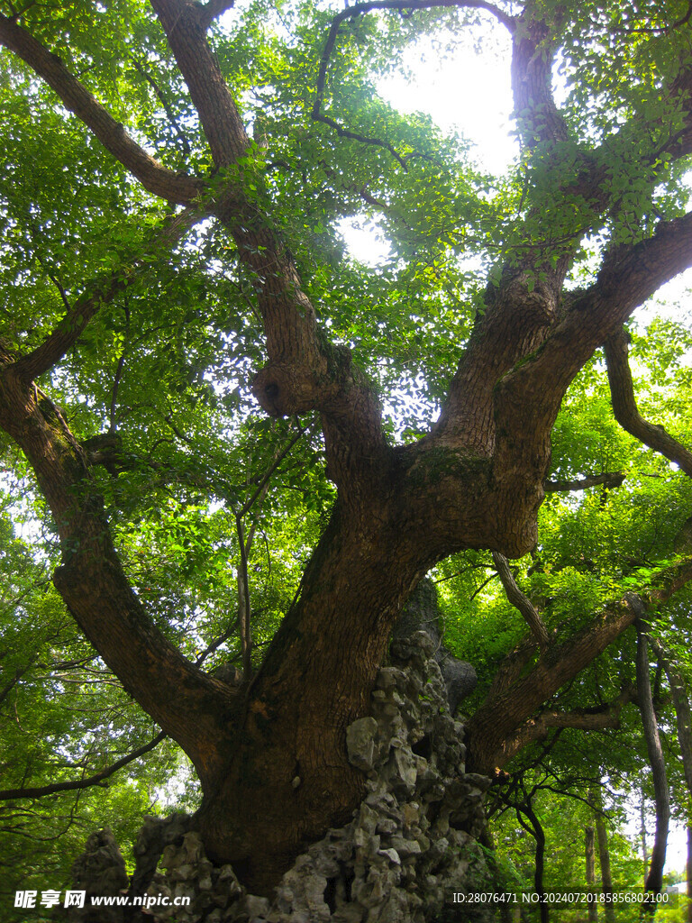 香樟树