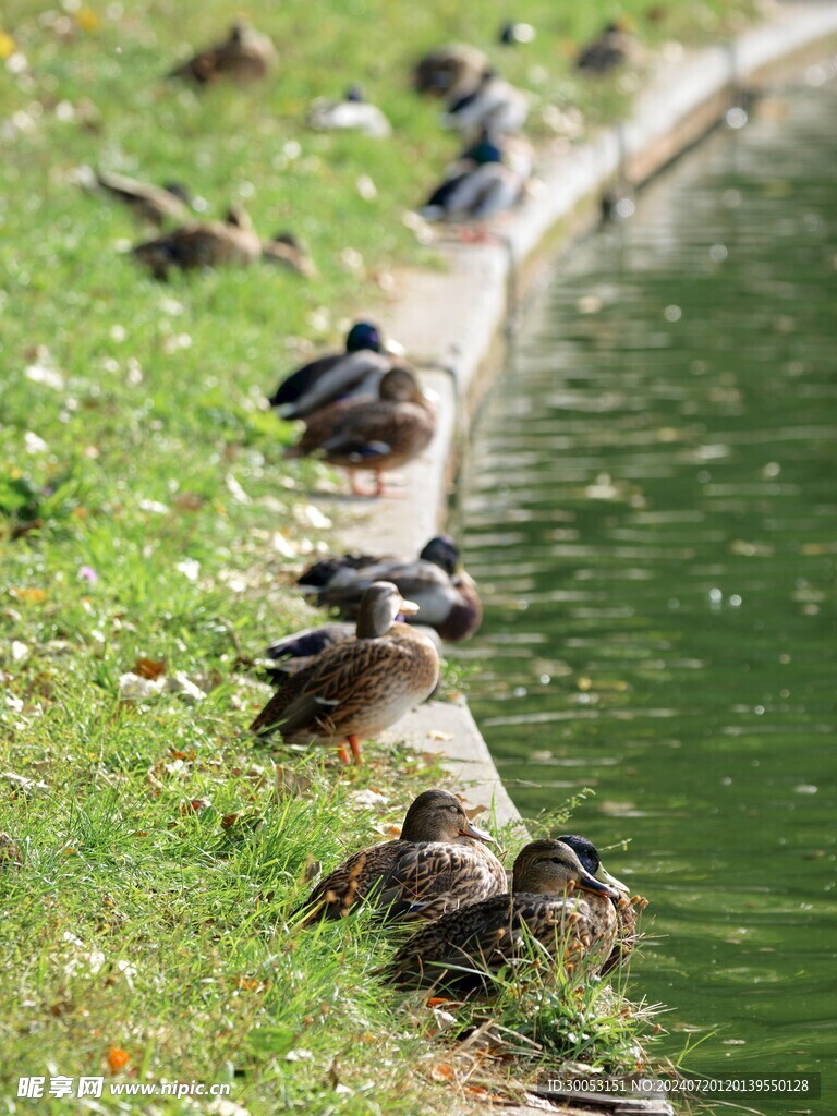 鸭子 