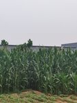 玉米