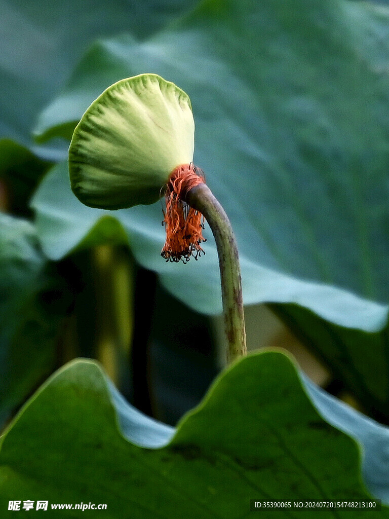 莲蓬