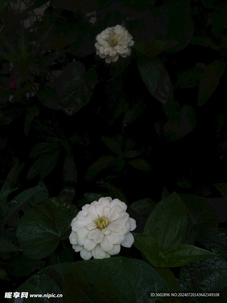 百日菊