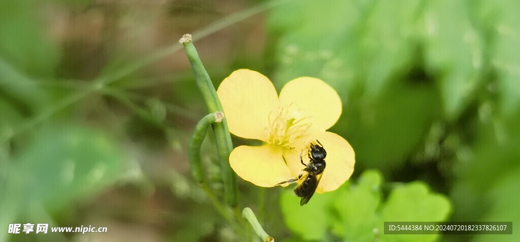 野生小花