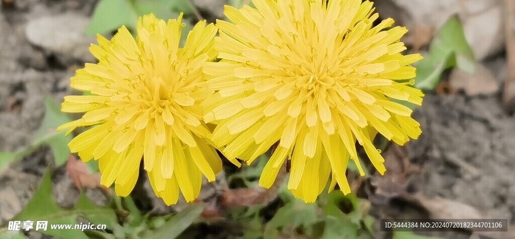 野生 菊花