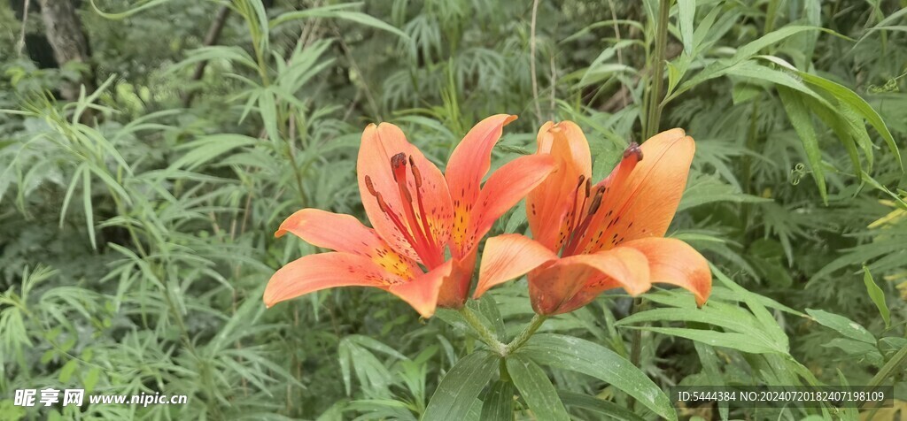 野生花卉