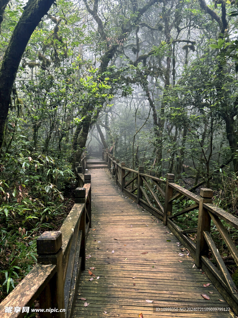 深山木道