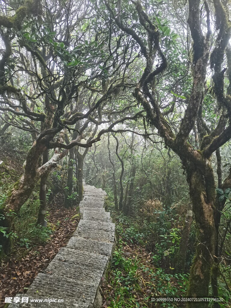 上山阶梯