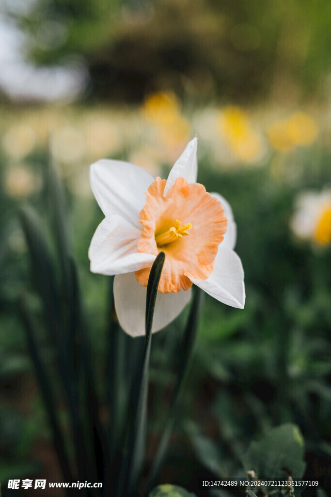 水仙花