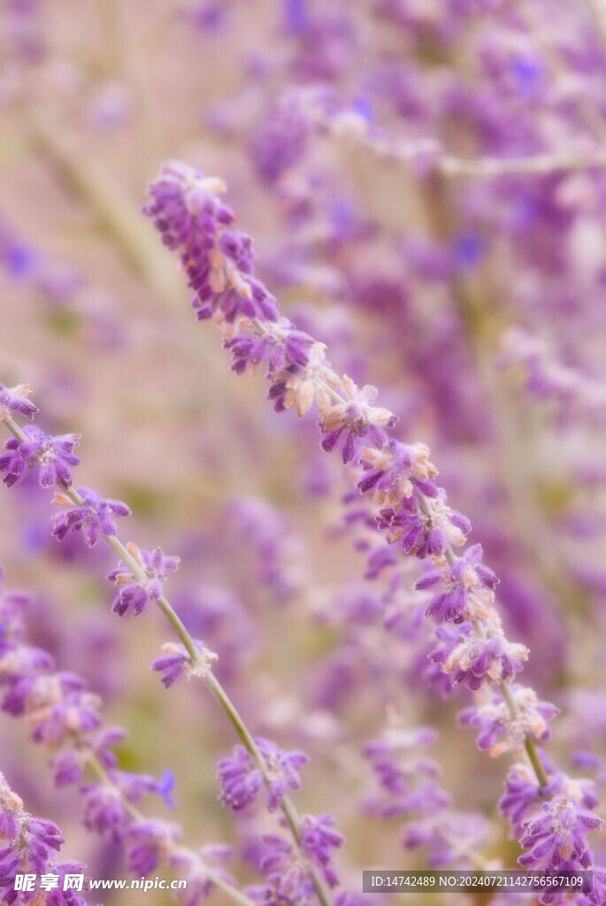熏衣草