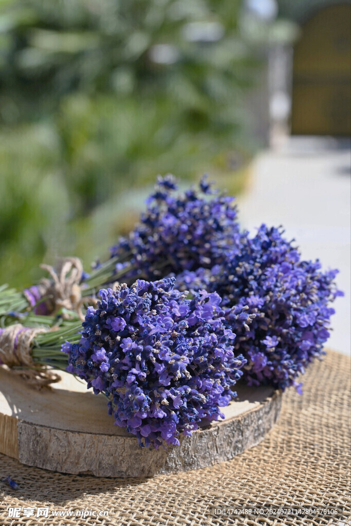 熏衣草