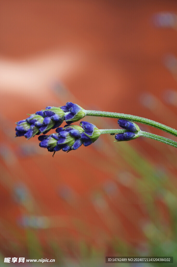 熏衣草