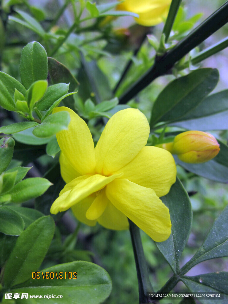 花朵