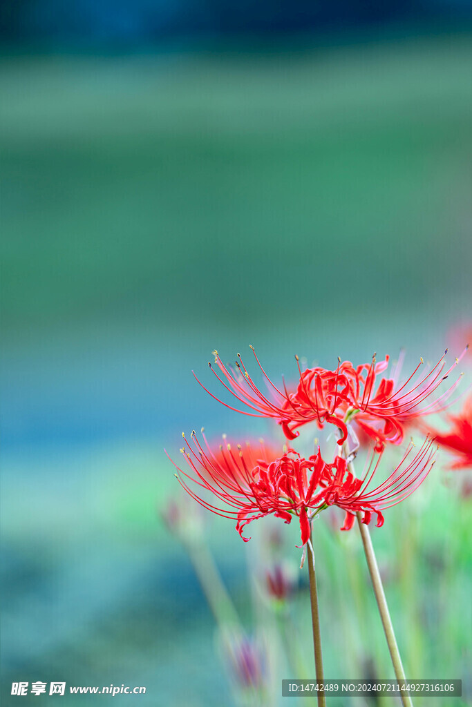 红花