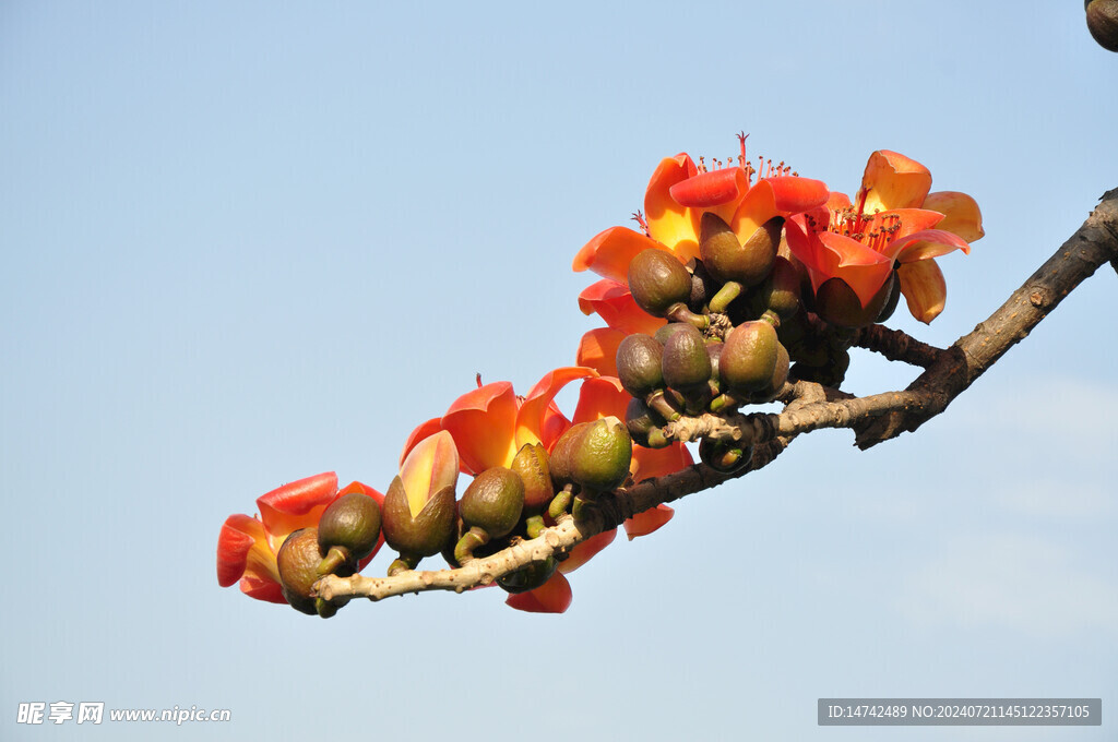 木棉花