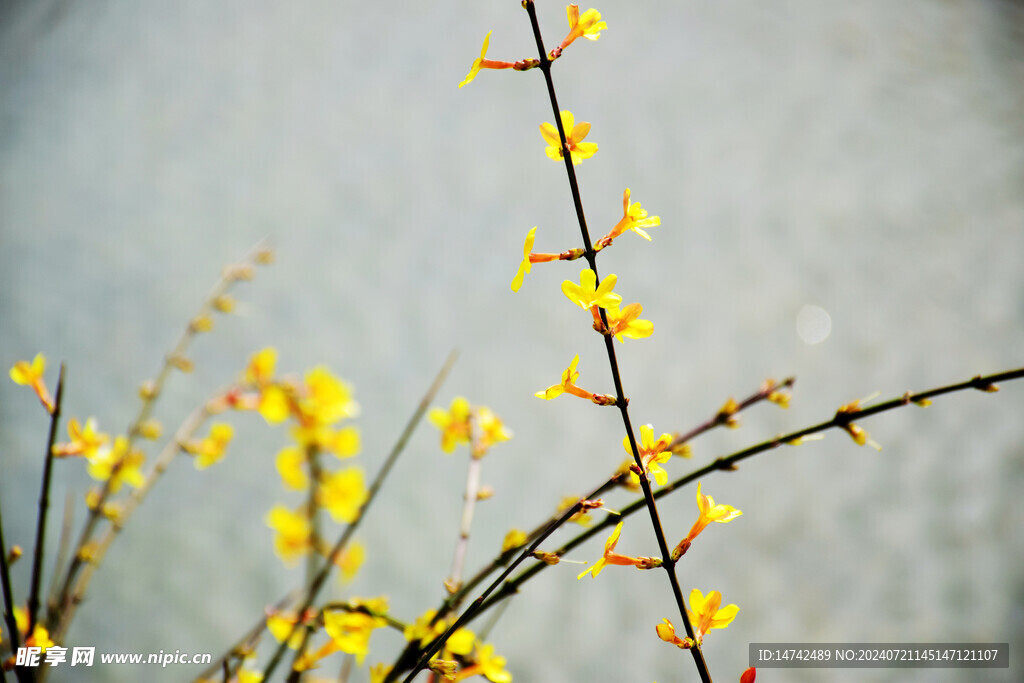 黄花