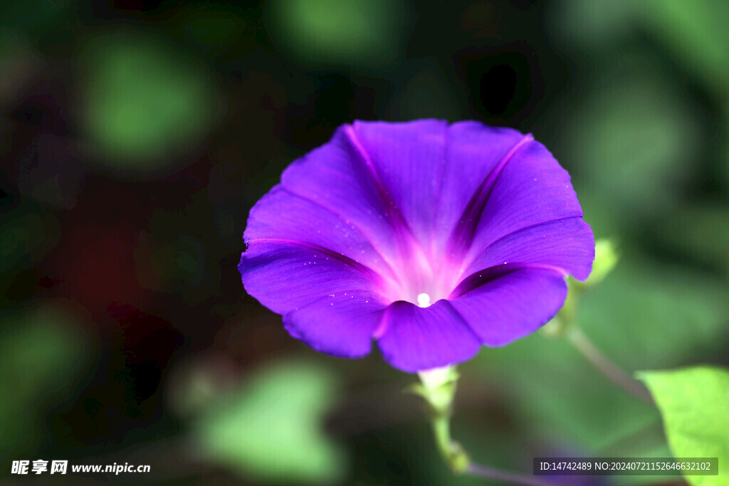 牵牛花