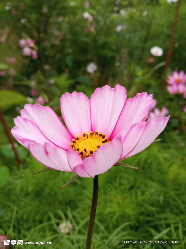 太阳花