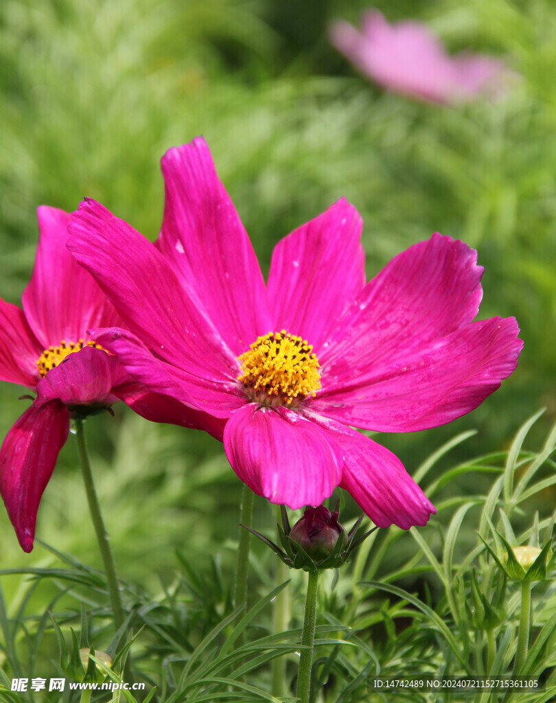 四季花