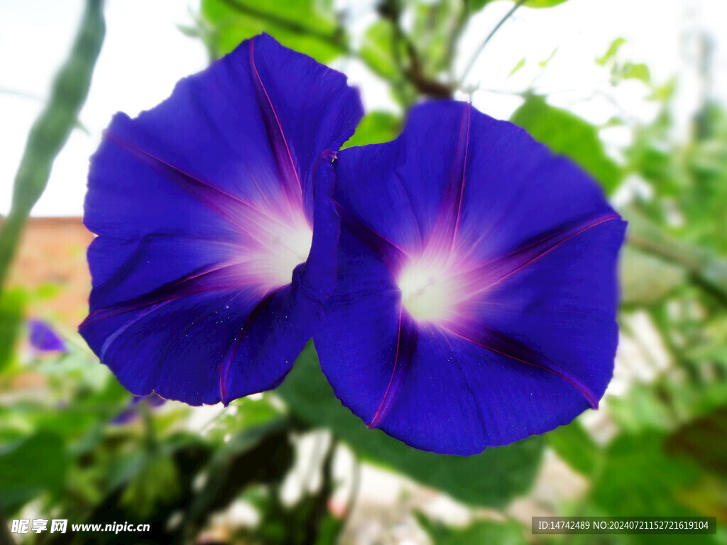 牵牛花