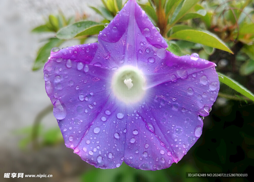 牵牛花 
