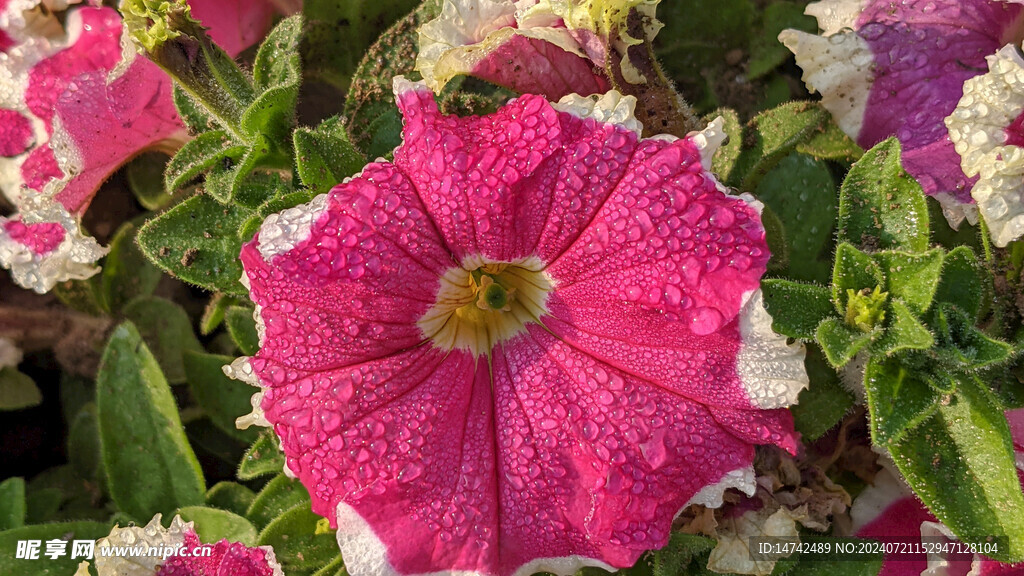 牵牛花
