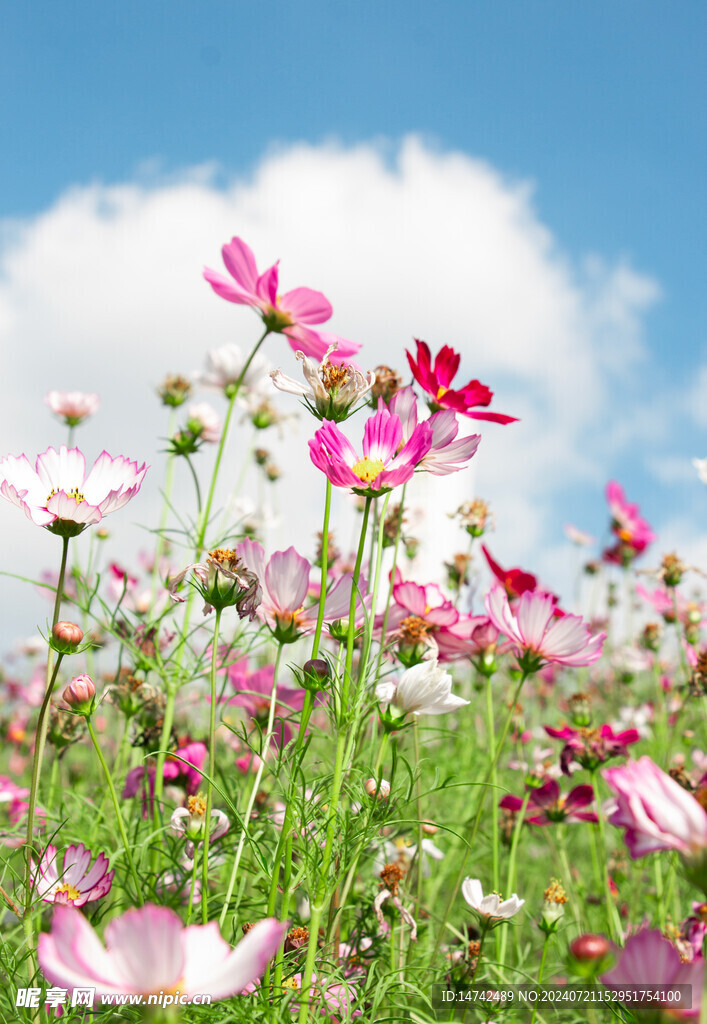 非洲菊