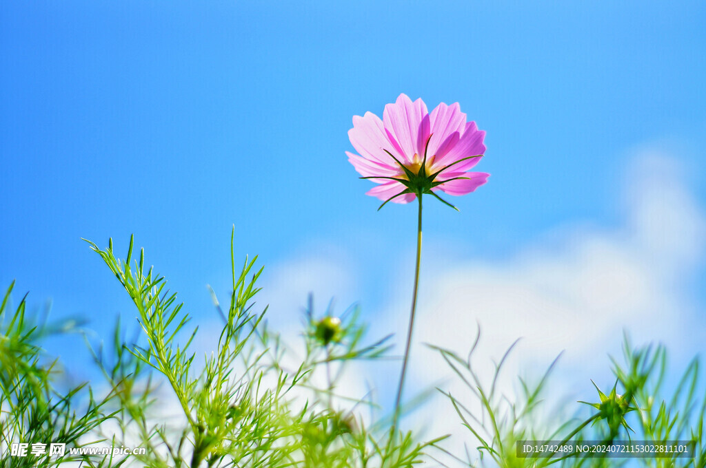 非洲菊 