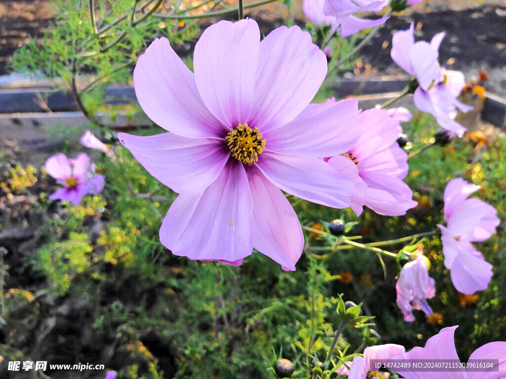 非洲菊