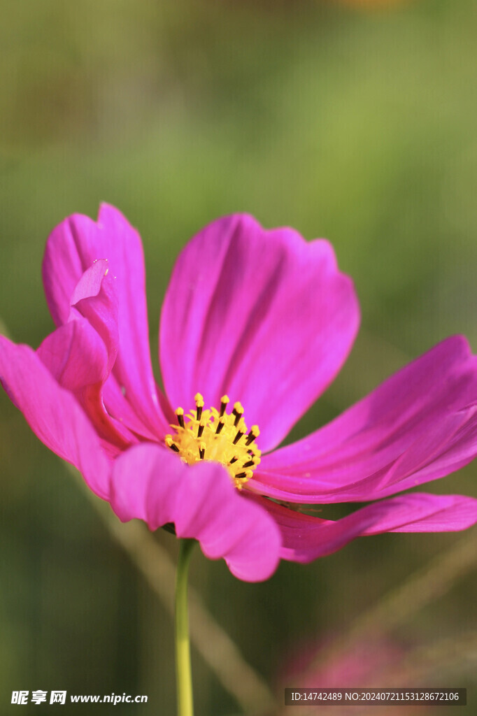 太阳花