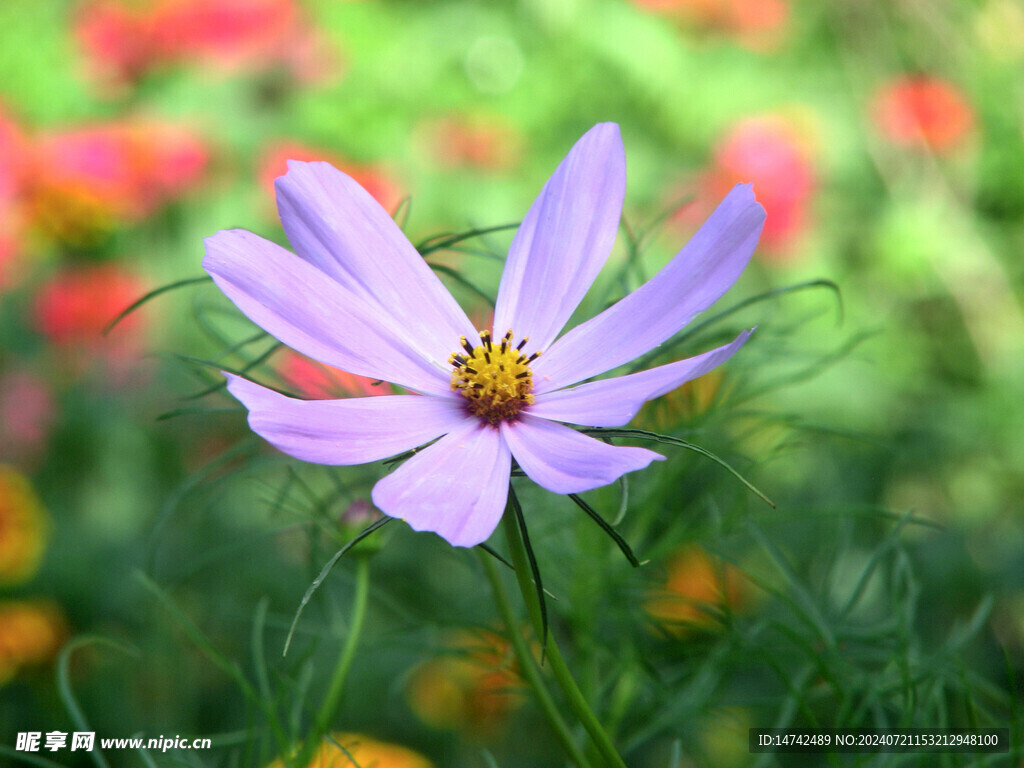 太阳花