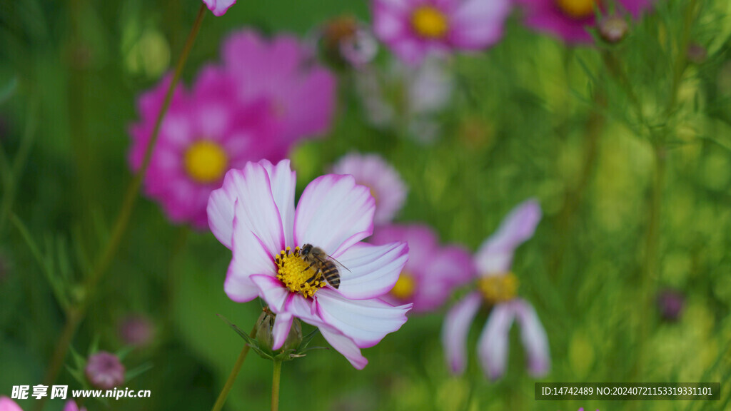 太阳花 非洲菊 菊科花卉 温室